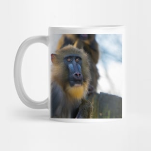 Mandrill 008 Mug